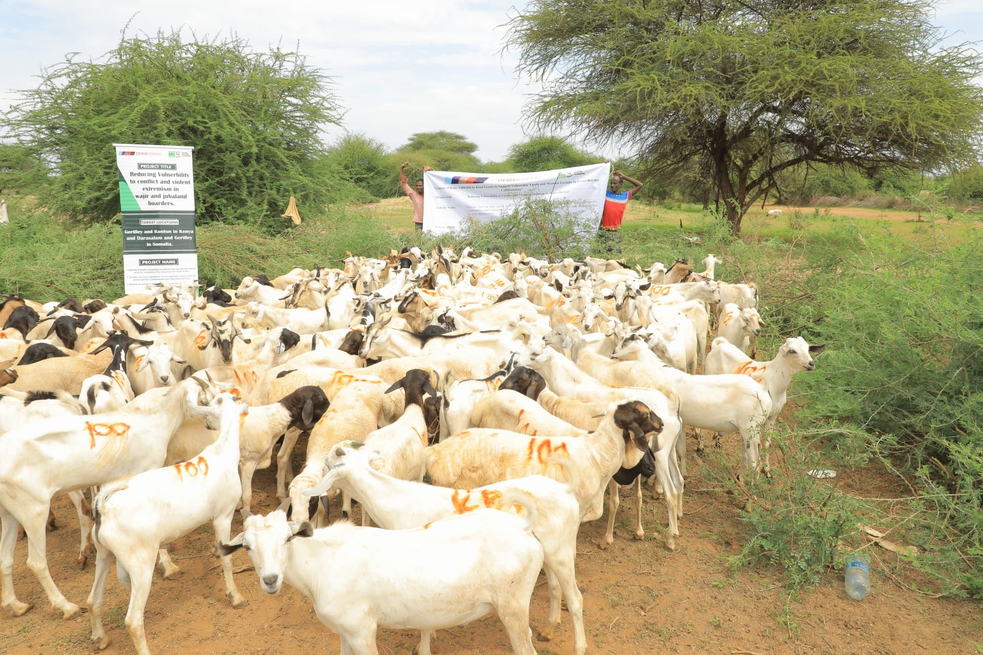 Sheep and Goats distributed by RDI to selected youths and women groups during the Deris Wanaag program.